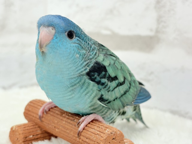 サザナミインコ