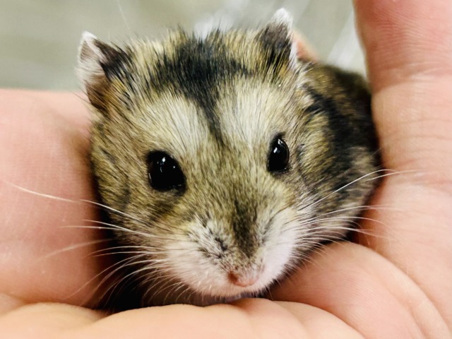 ドワーフハムスター