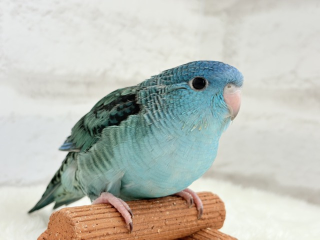 サザナミインコ