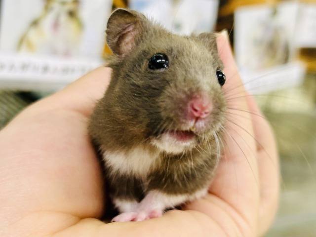 ゴールデンハムスター