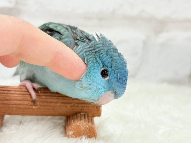 サザナミインコ