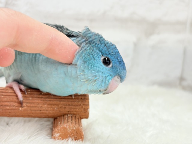 サザナミインコ