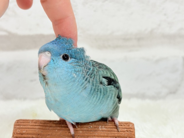 サザナミインコ