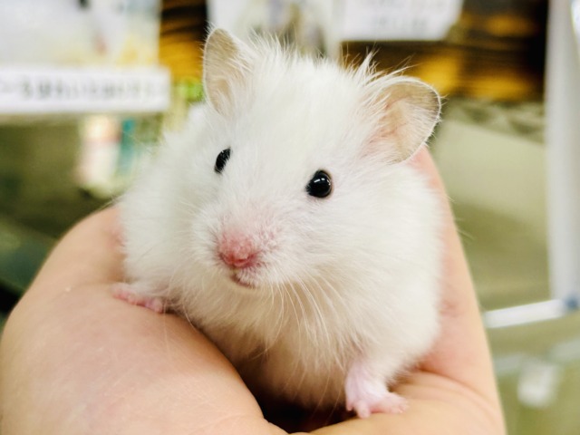 ゴールデンハムスター