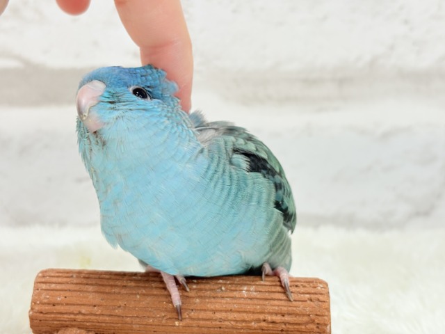 サザナミインコ