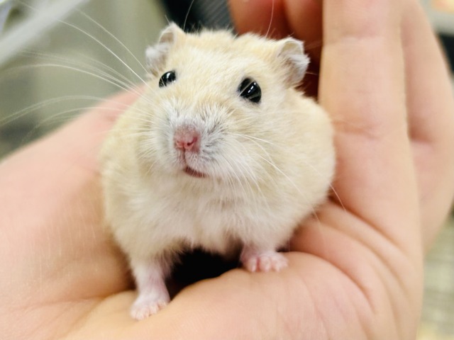 ドワーフハムスター