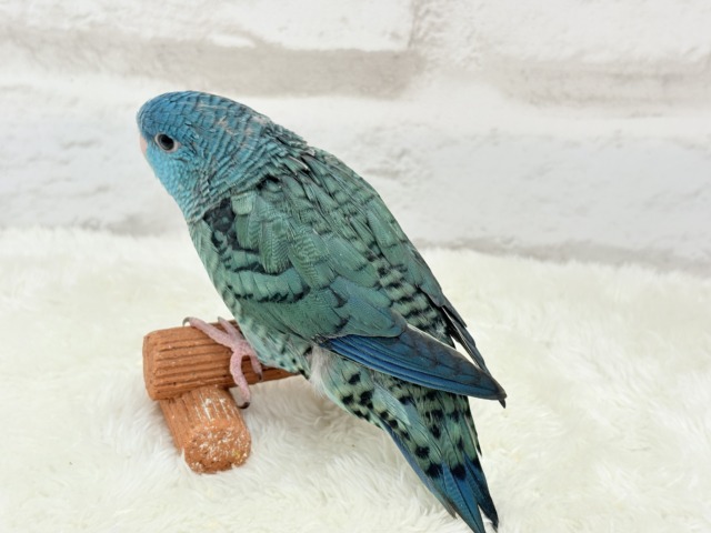 サザナミインコ