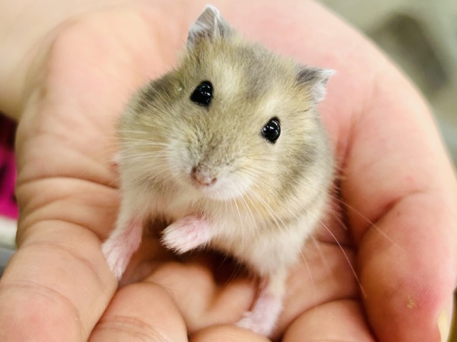 ドワーフハムスター