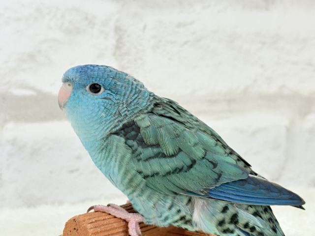 サザナミインコ