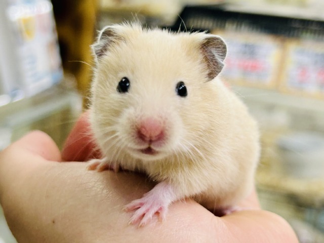 ゴールデンハムスター