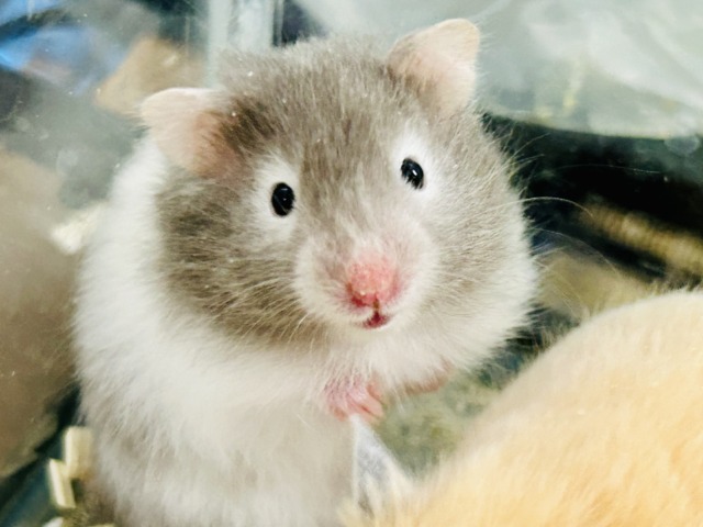 ゴールデンハムスター