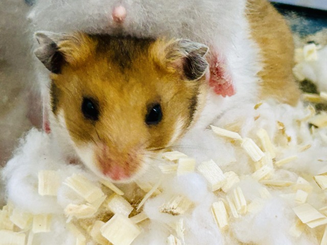 ゴールデンハムスター