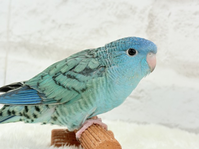 サザナミインコ