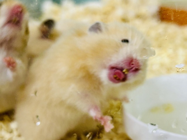 ゴールデンハムスター