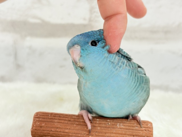 サザナミインコ
