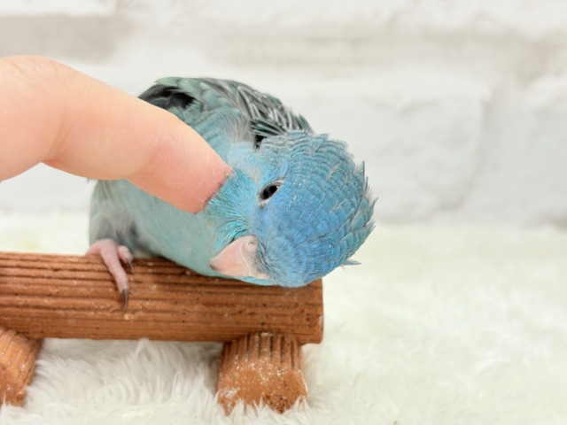 サザナミインコ