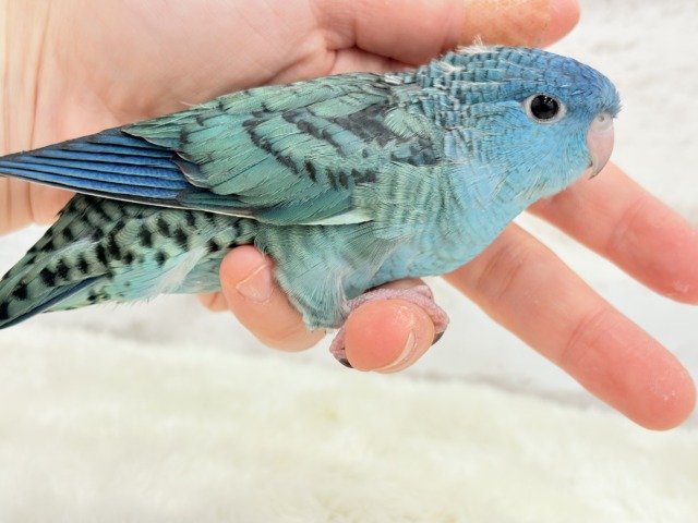 サザナミインコ