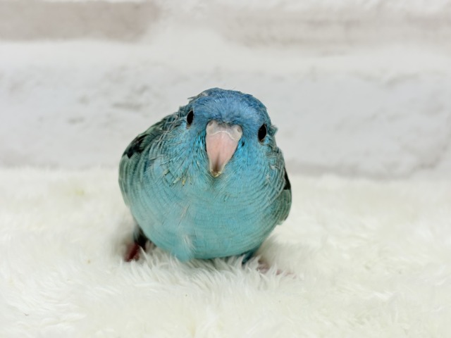 サザナミインコ