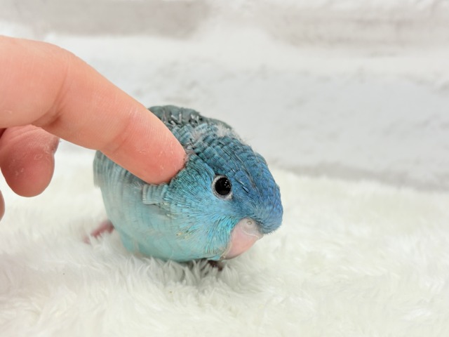 サザナミインコ