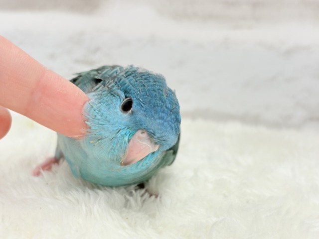 サザナミインコ