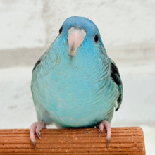 つやつや💎.*全方位完璧ちゃん🐣🫧サザナミインコ(ターコイズ) ヒナ