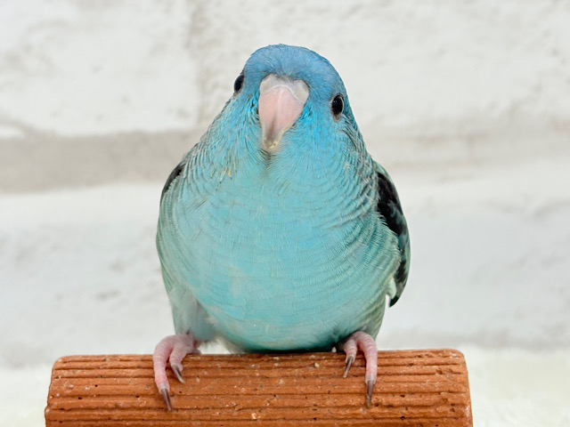 つやつや💎.*全方位完璧ちゃん🐣🫧サザナミインコ(ターコイズ) ヒナ