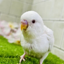 【最新画像更新☆☆】パヤパヤっとＢＡＢＹ🍼　セキセイインコ