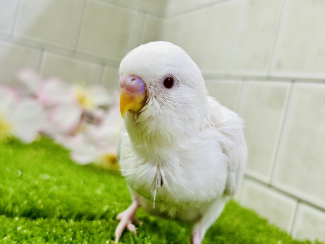 【最新画像更新☆☆】パヤパヤっとＢＡＢＹ🍼　セキセイインコ