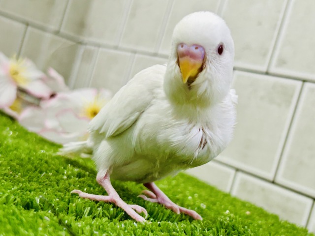 セキセイインコ