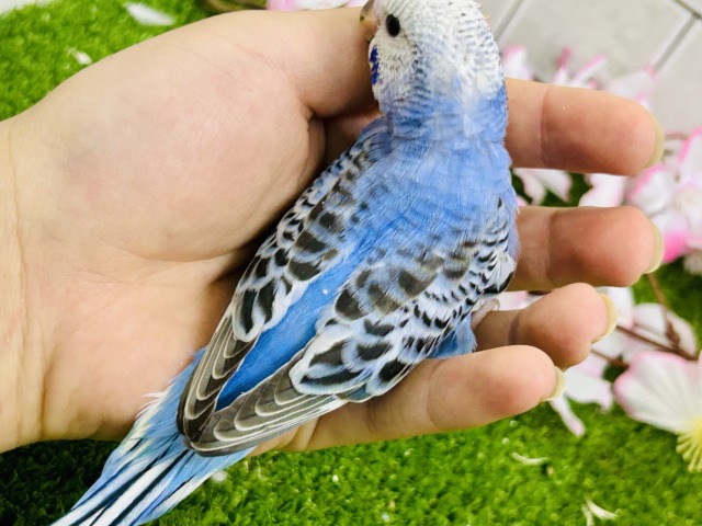 【最新画像更新☆☆】これぞスタンダードカラー♪♪ セキセイインコ セキセイインコ