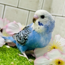 【最新画像更新☆☆】これぞスタンダードカラー♪♪　セキセイインコ