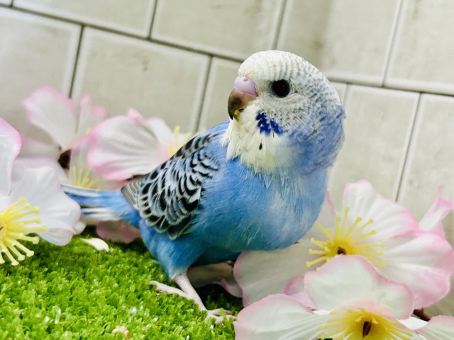 【最新画像更新☆☆】これぞスタンダードカラー♪♪ セキセイインコ セキセイインコ