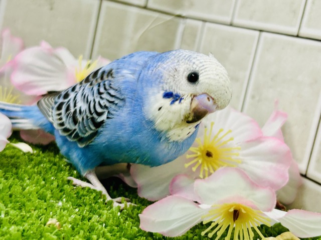 【最新画像更新☆☆】これぞスタンダードカラー♪♪ セキセイインコ セキセイインコ