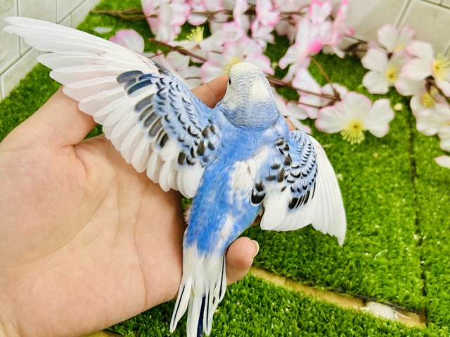 せきせいいんこ IN-2849 ビセイインコ・オーストラリアンブルー若♂ | キットウココ
