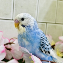 【最新画像更新☆☆】ナンバーワンよりもオンリーワン！　セキセイインコ