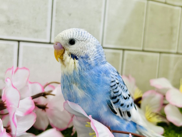 せきせいいんこ 最新画像更新】ナンバーワンよりもオンリーワン！ セキセイインコ
