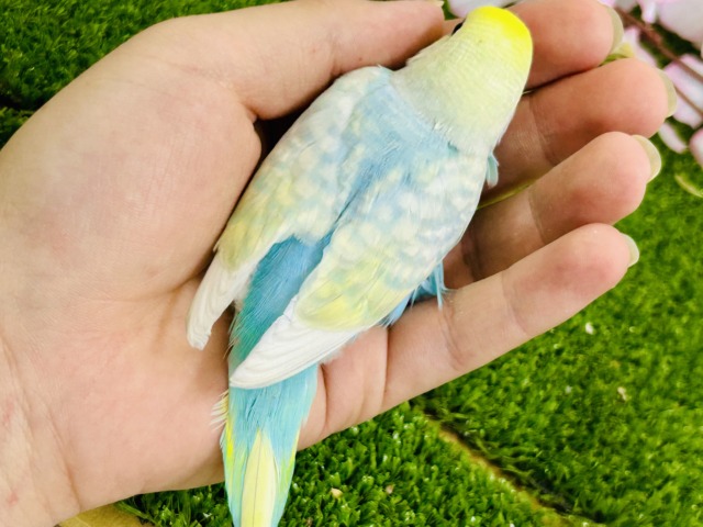 セキセイインコ