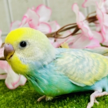 みんなを魅了しちゃう魅惑のレインボー🌈　セキセイインコ