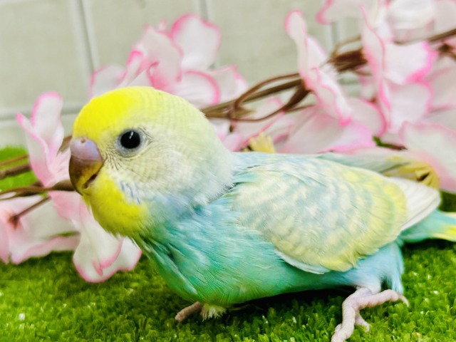 みんなを魅了しちゃう魅惑のレインボー🌈　セキセイインコ