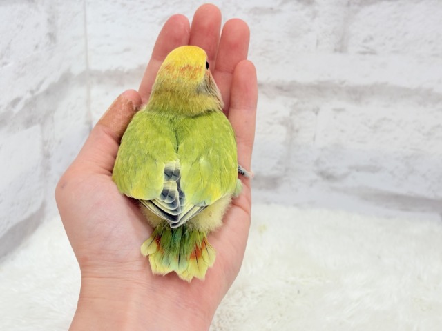 コザクラインコ（小桜インコ）