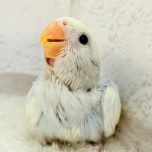 【最新画像更新🪄】わた毛に包まれた美カラーコザっち🐣🩵コザクラインコ(ブルーオパーリンパイド) ヒナ
