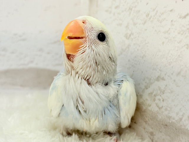 【最新画像更新🪄】わた毛に包まれた美カラーコザっち🐣🩵コザクラインコ(ブルーオパーリンパイド) ヒナ