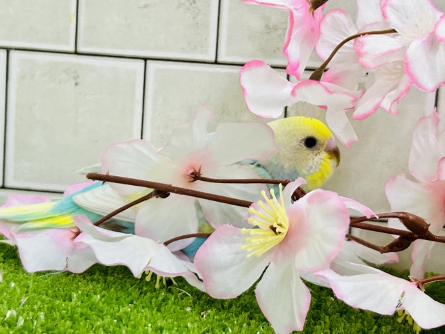 セキセイインコ