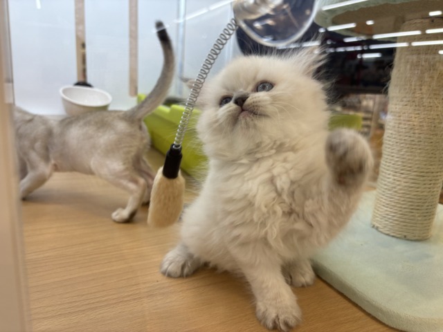 ネヴァマスカレード