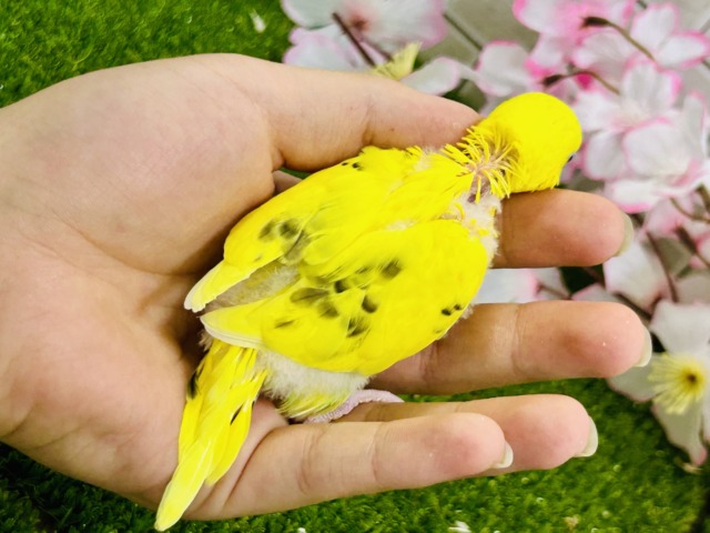 セキセイインコ