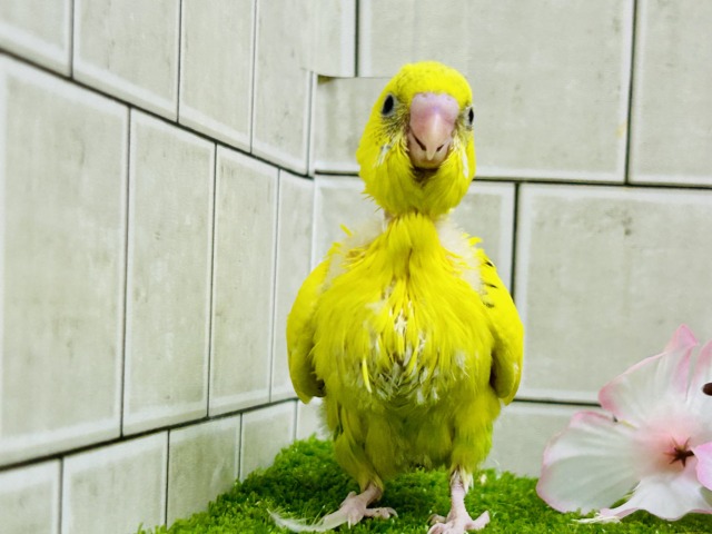 セキセイインコ