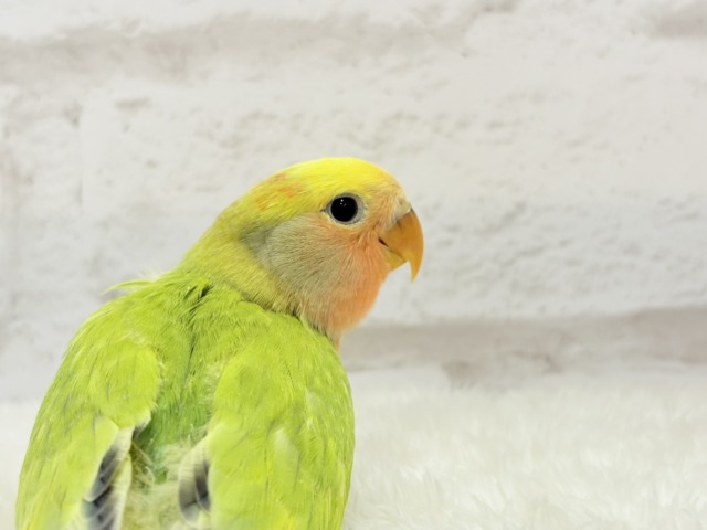 コザクラインコ（小桜インコ）