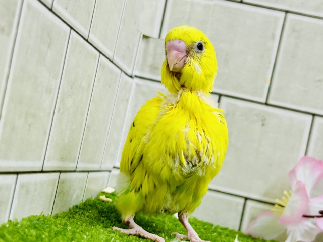 セキセイインコ