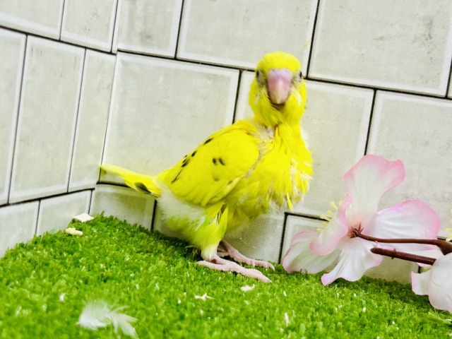 セキセイインコ