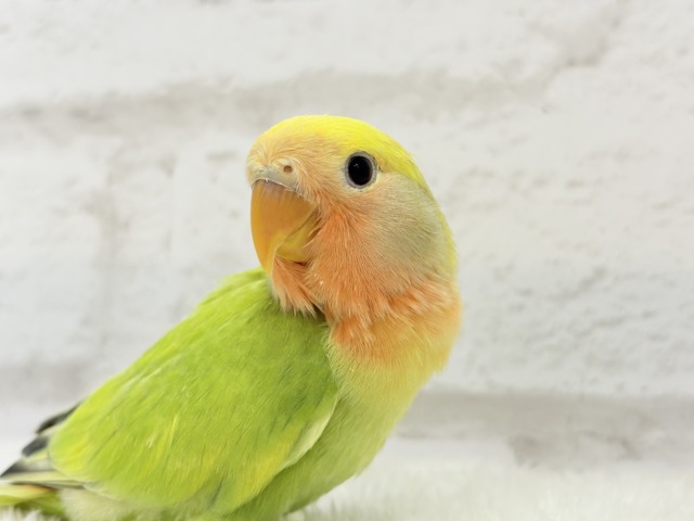 コザクラインコ（小桜インコ）